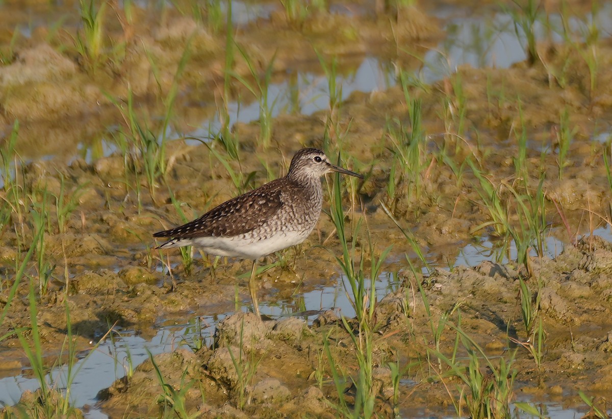 Wood Sandpiper - ML638557518