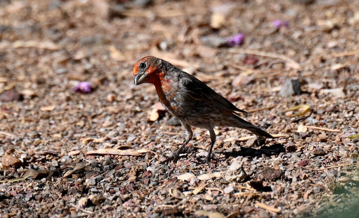 House Finch - ML638557519