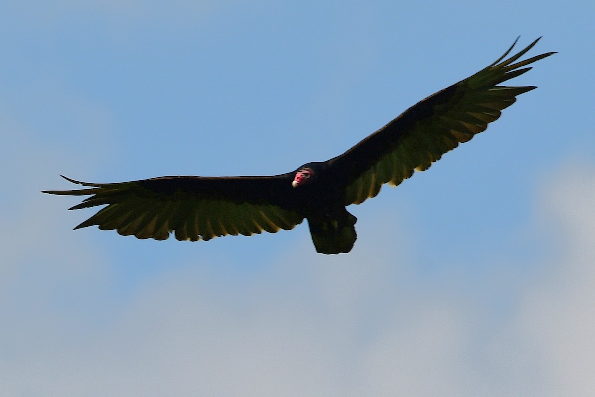 Turkey Vulture - ML638557520