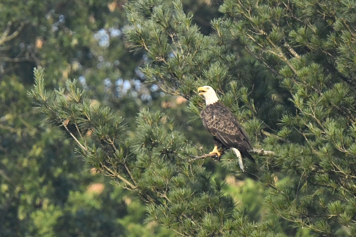 Bald Eagle - ML638557521