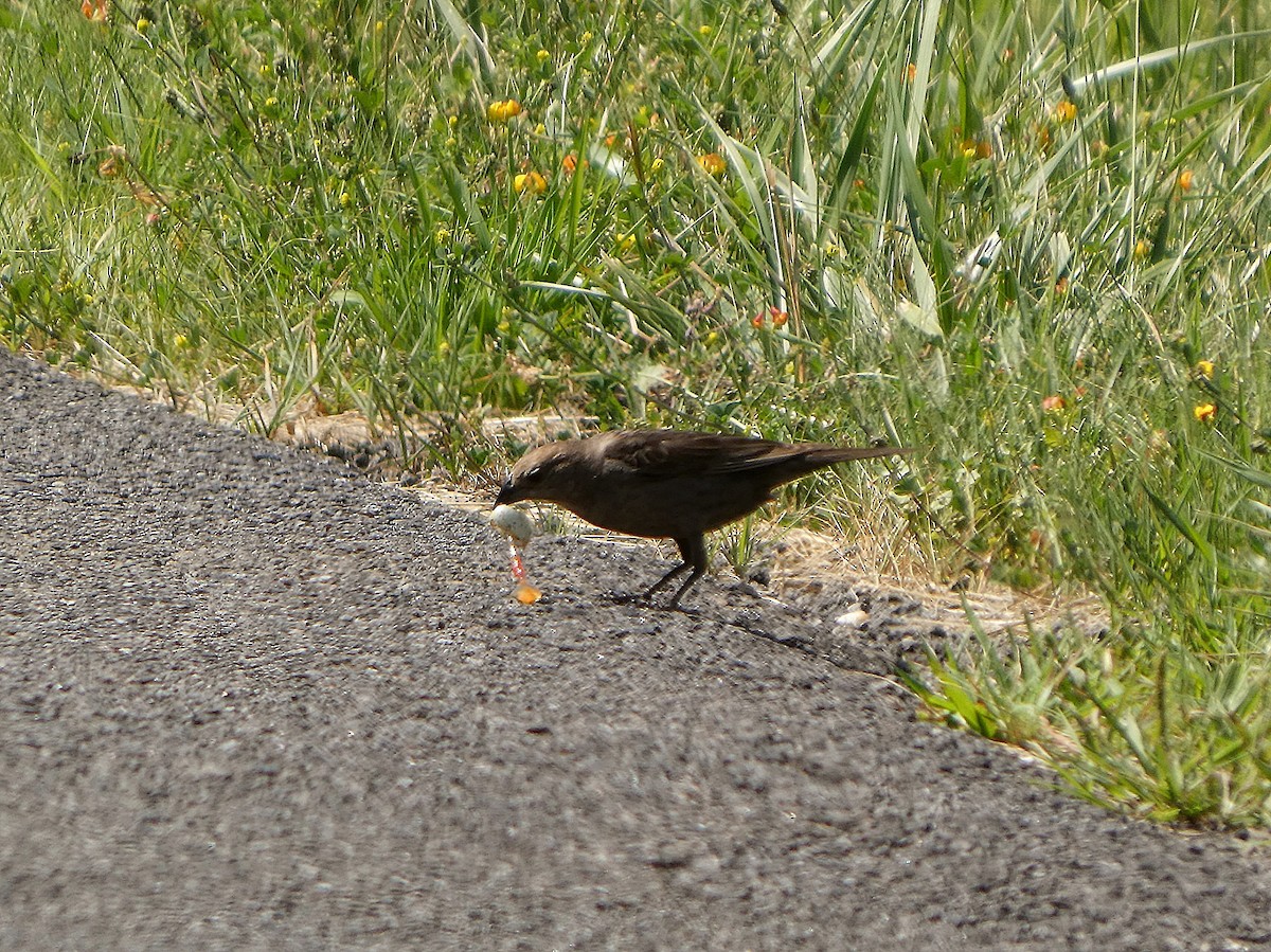 Brown-headed Cowbird - ML638557523