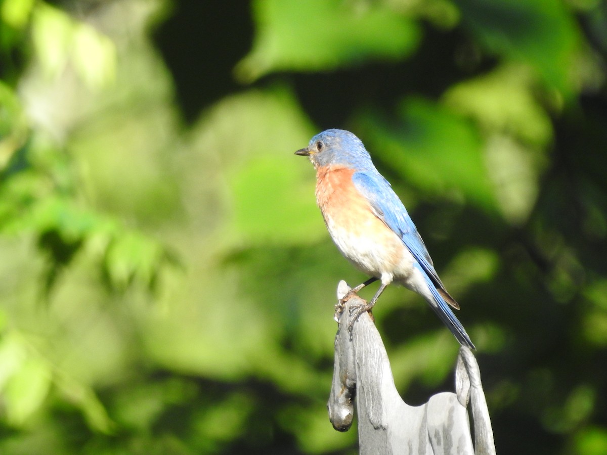 Eastern Bluebird - ML638557524