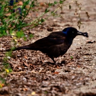 Common Grackle - ML638557536
