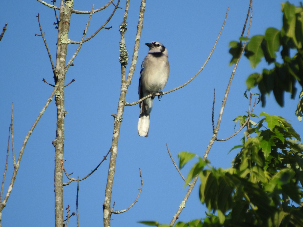 Blue Jay - ML638557542
