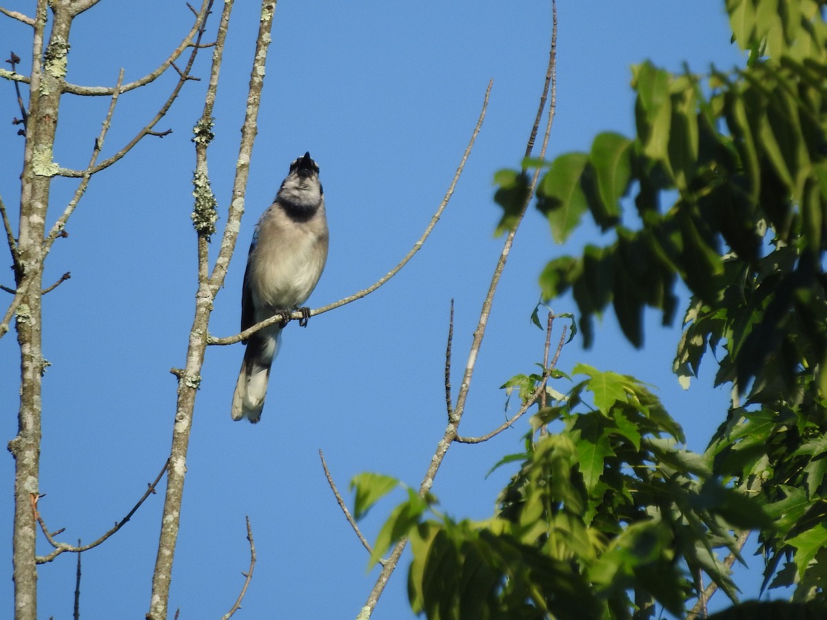 Blue Jay - ML638557543