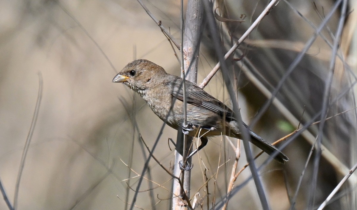 Varied Bunting - ML638557544