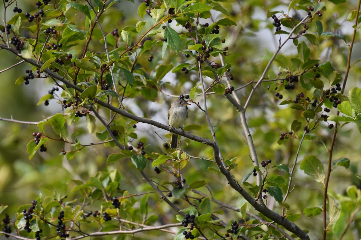 Willow Flycatcher - ML638557547