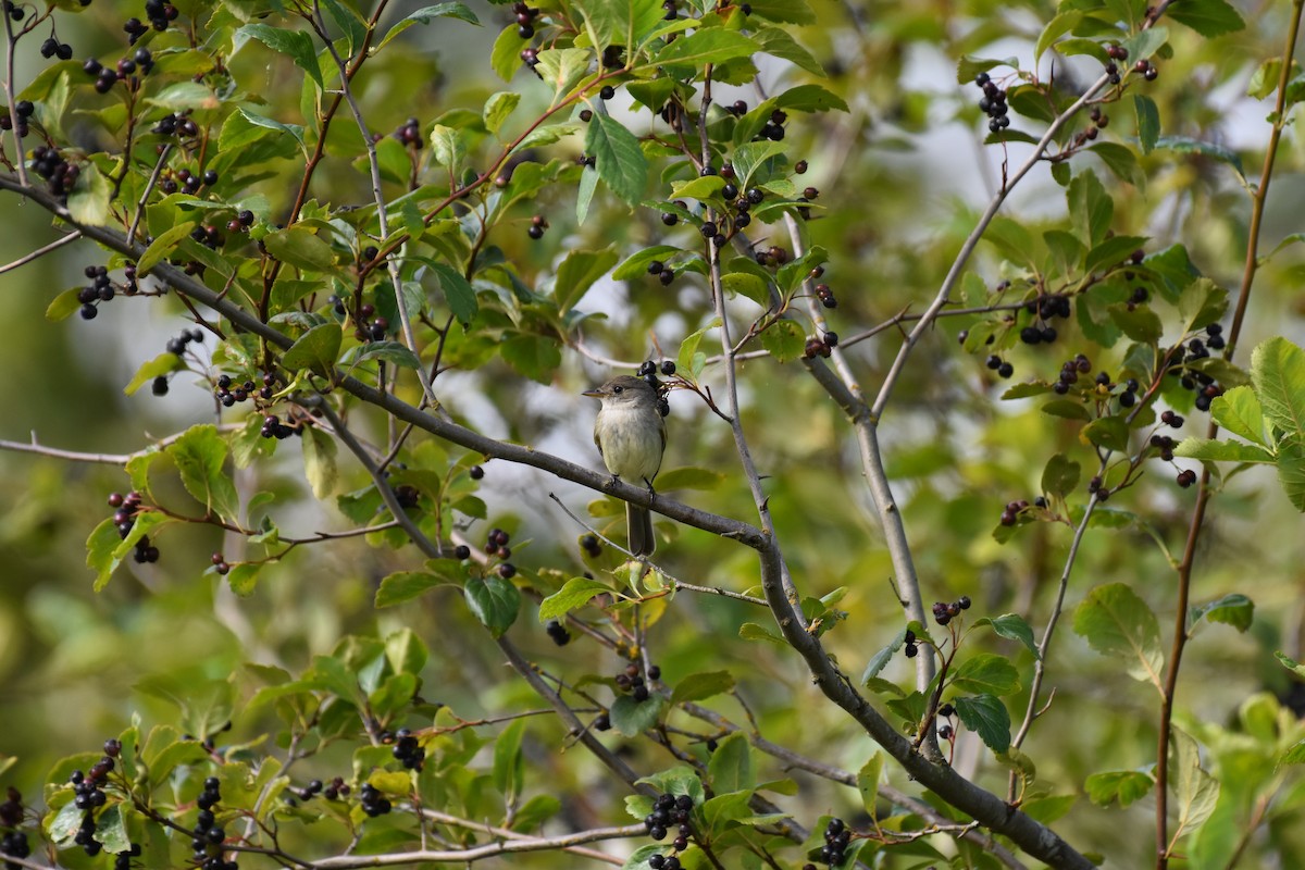 Willow Flycatcher - ML638557553