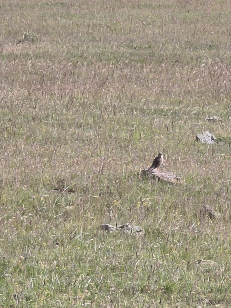 Eurasian Skylark - ML638557559