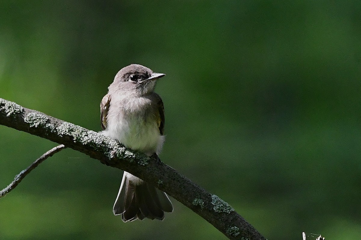 Mosquero Fibí - ML638557564