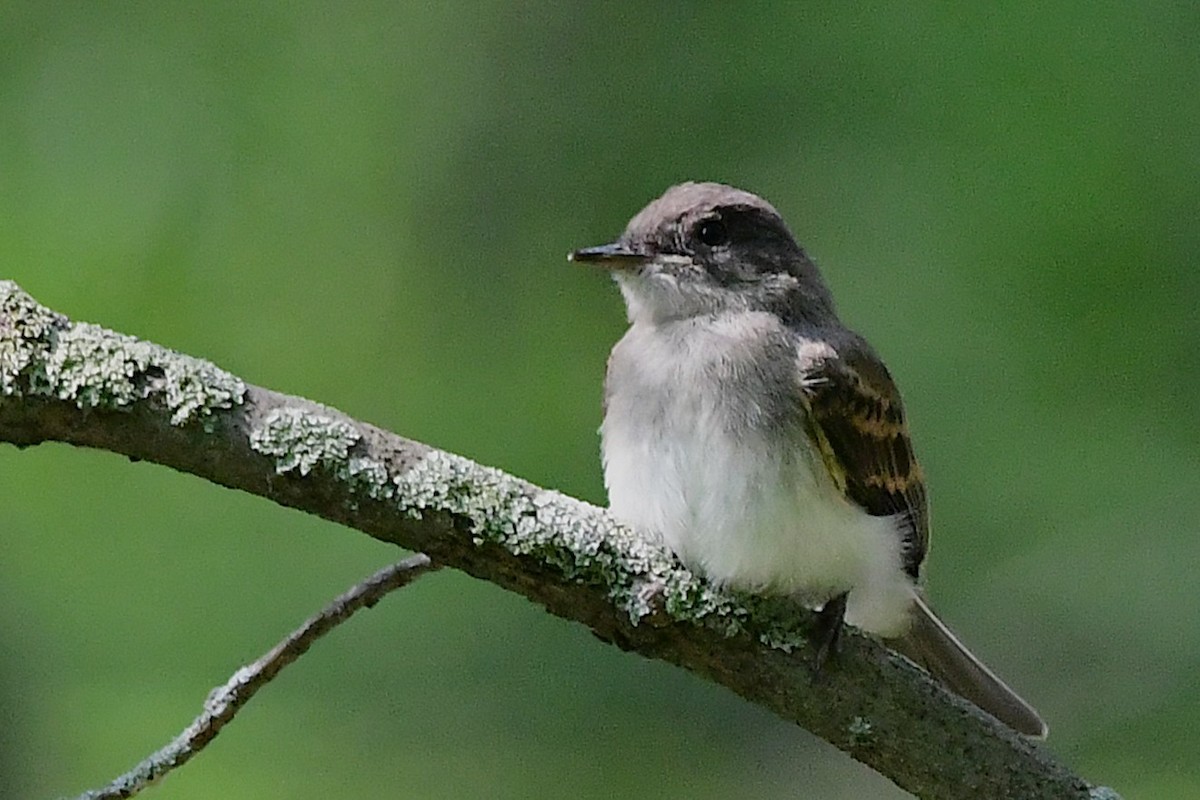 Eastern Phoebe - ML638557569