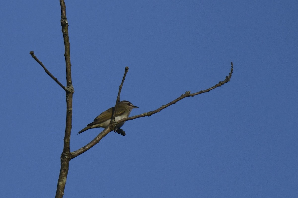 Red-eyed Vireo - ML638557573