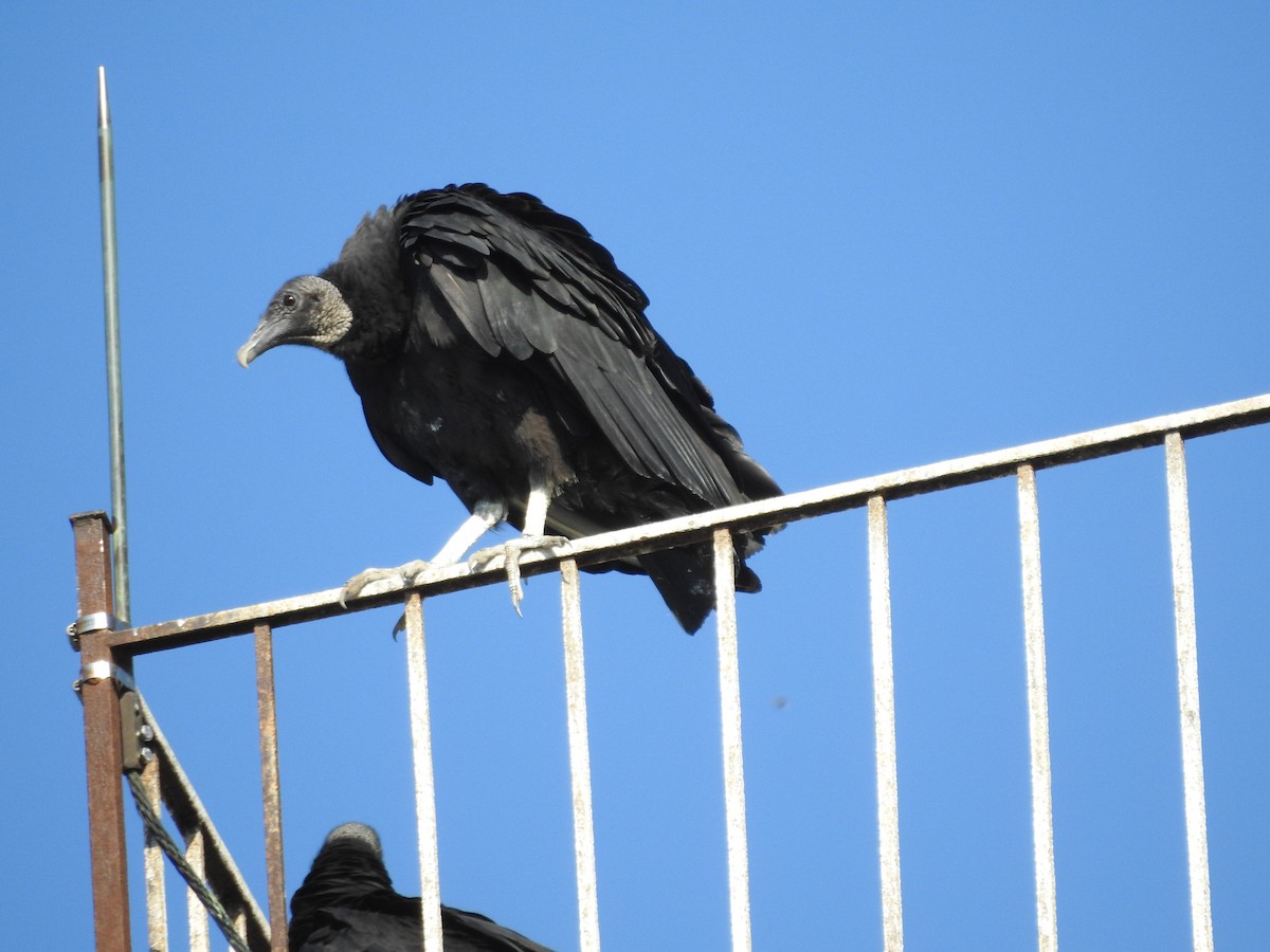Black Vulture - ML638557575