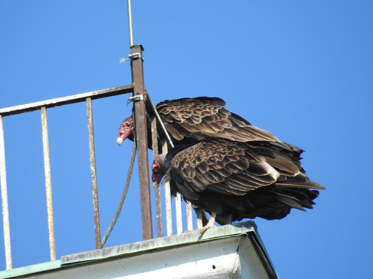 Turkey Vulture - ML638557579