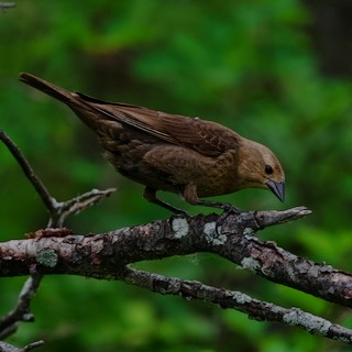 Brown-headed Cowbird - ML638557580