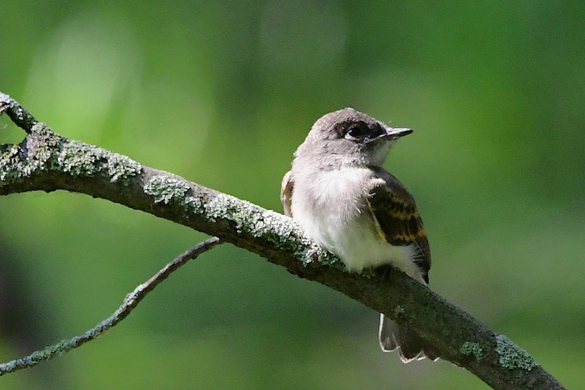 Eastern Phoebe - ML638557581