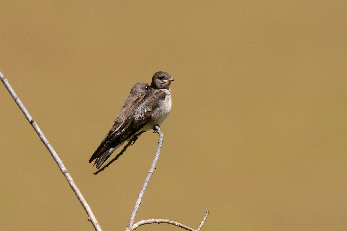 Northern Rough-winged Swallow - ML638557585