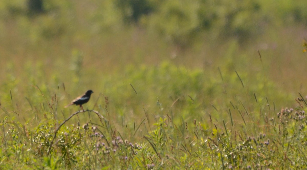 Lark Bunting - ML638557587