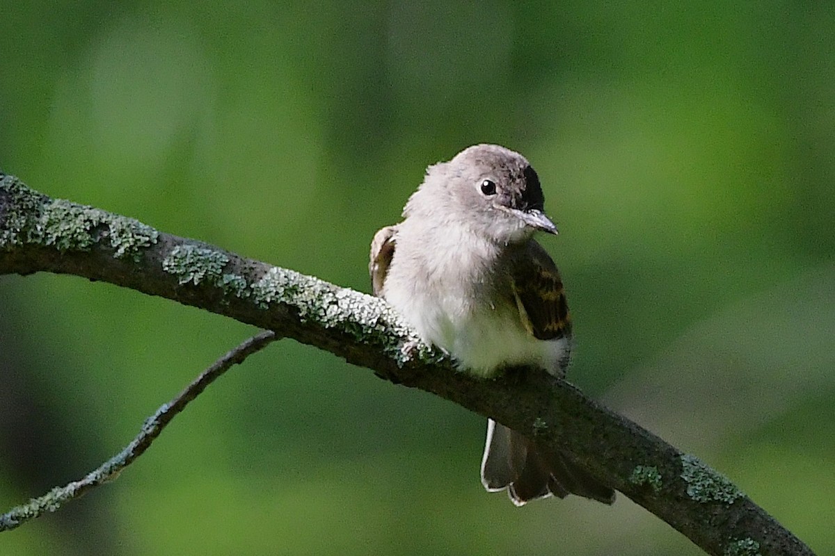 Eastern Phoebe - ML638557590
