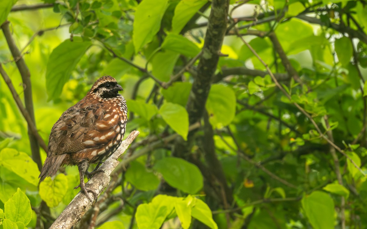 Black-throated Bobwhite - ML638557592