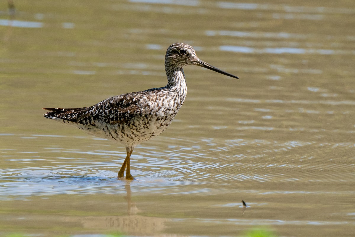 Greater Yellowlegs - ML638557593
