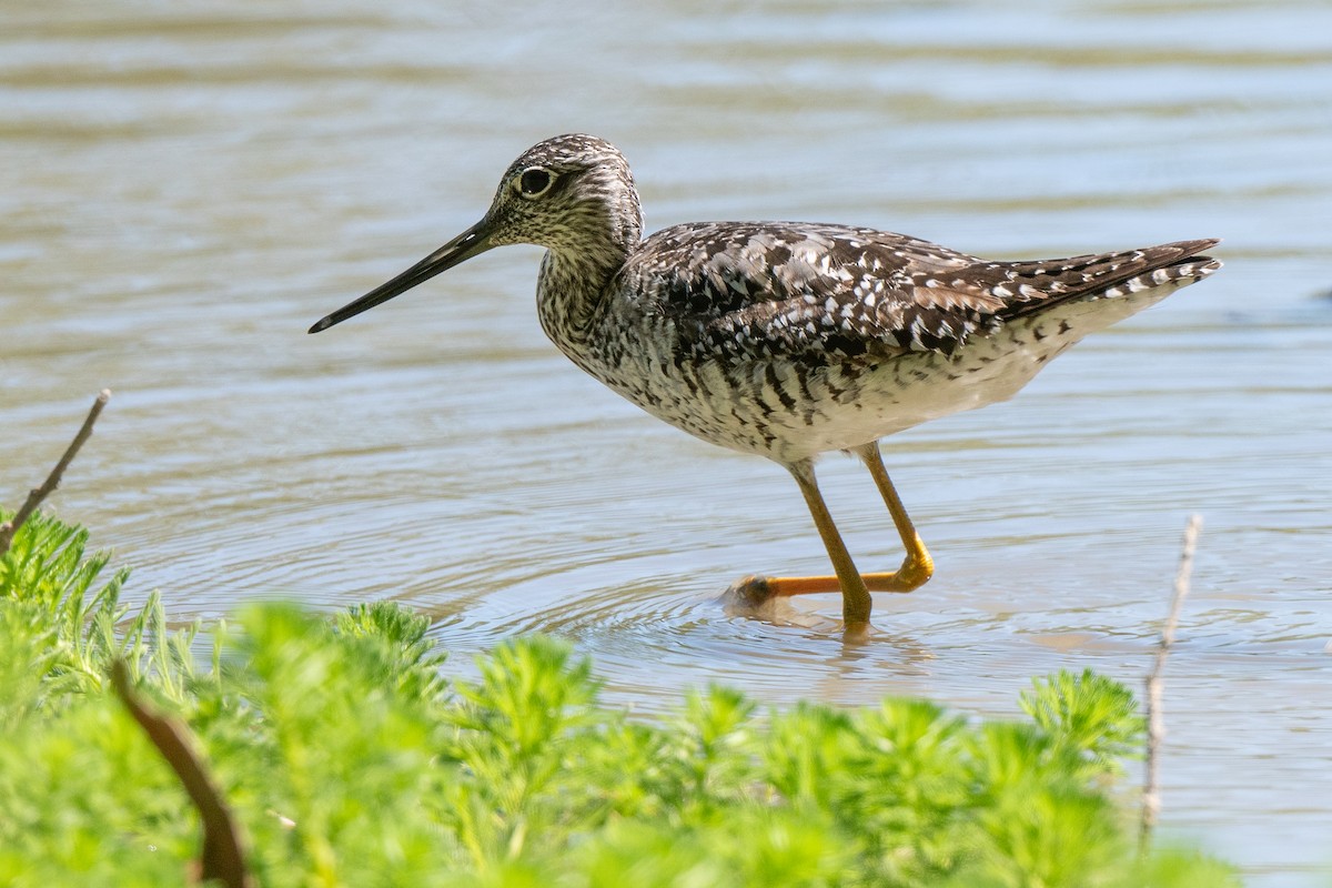 Greater Yellowlegs - ML638557594