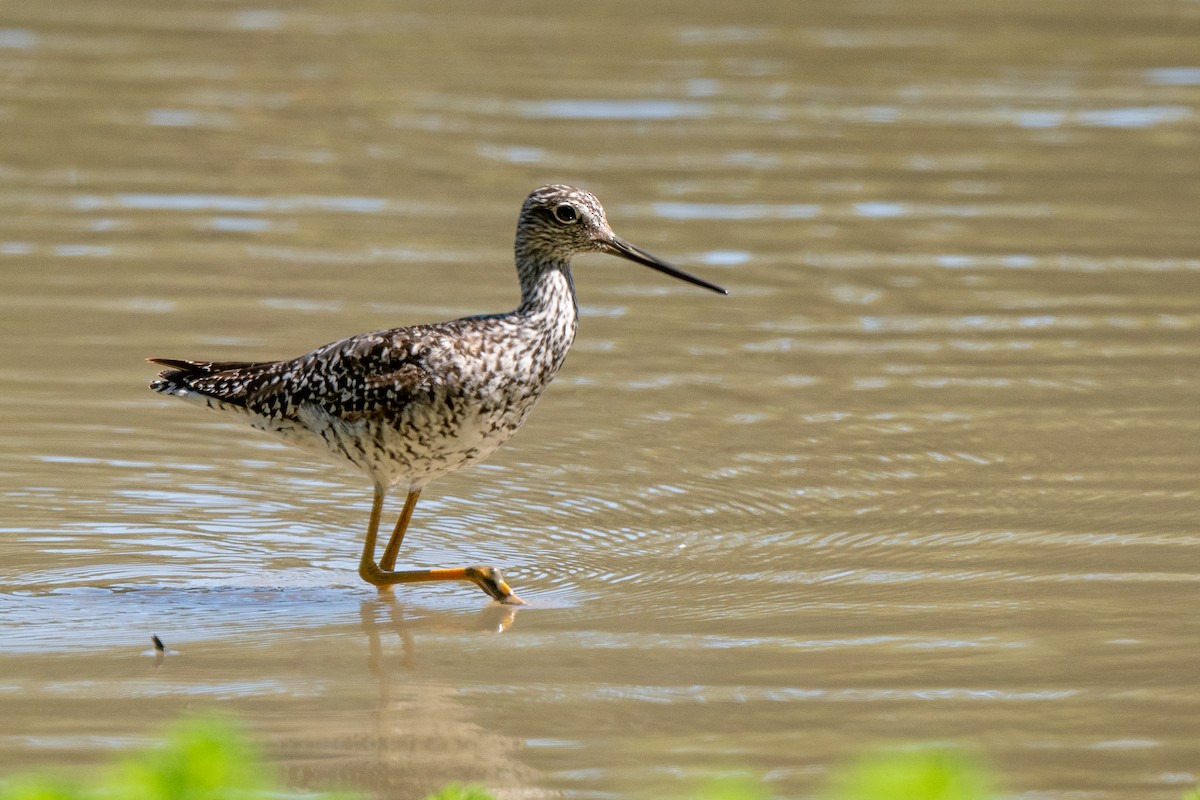 Greater Yellowlegs - ML638557595