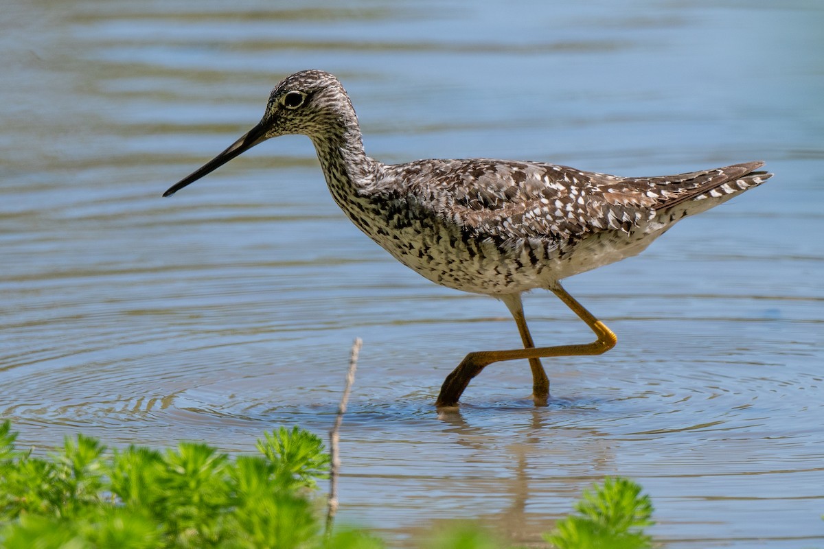 Greater Yellowlegs - ML638557596