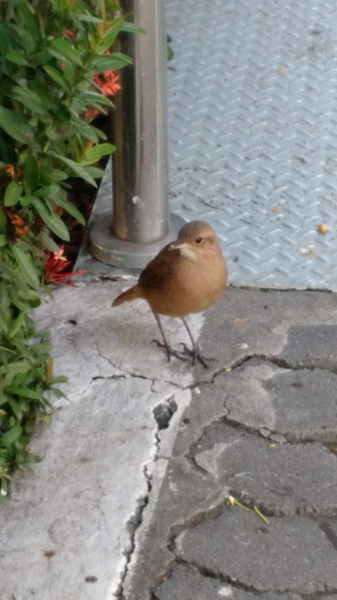 Rufous Hornero - ML638557598