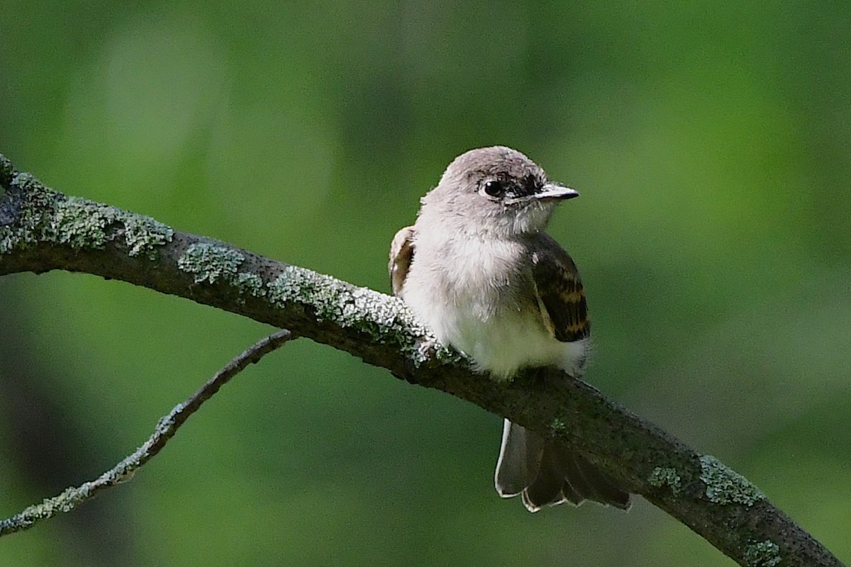 Eastern Phoebe - ML638557601