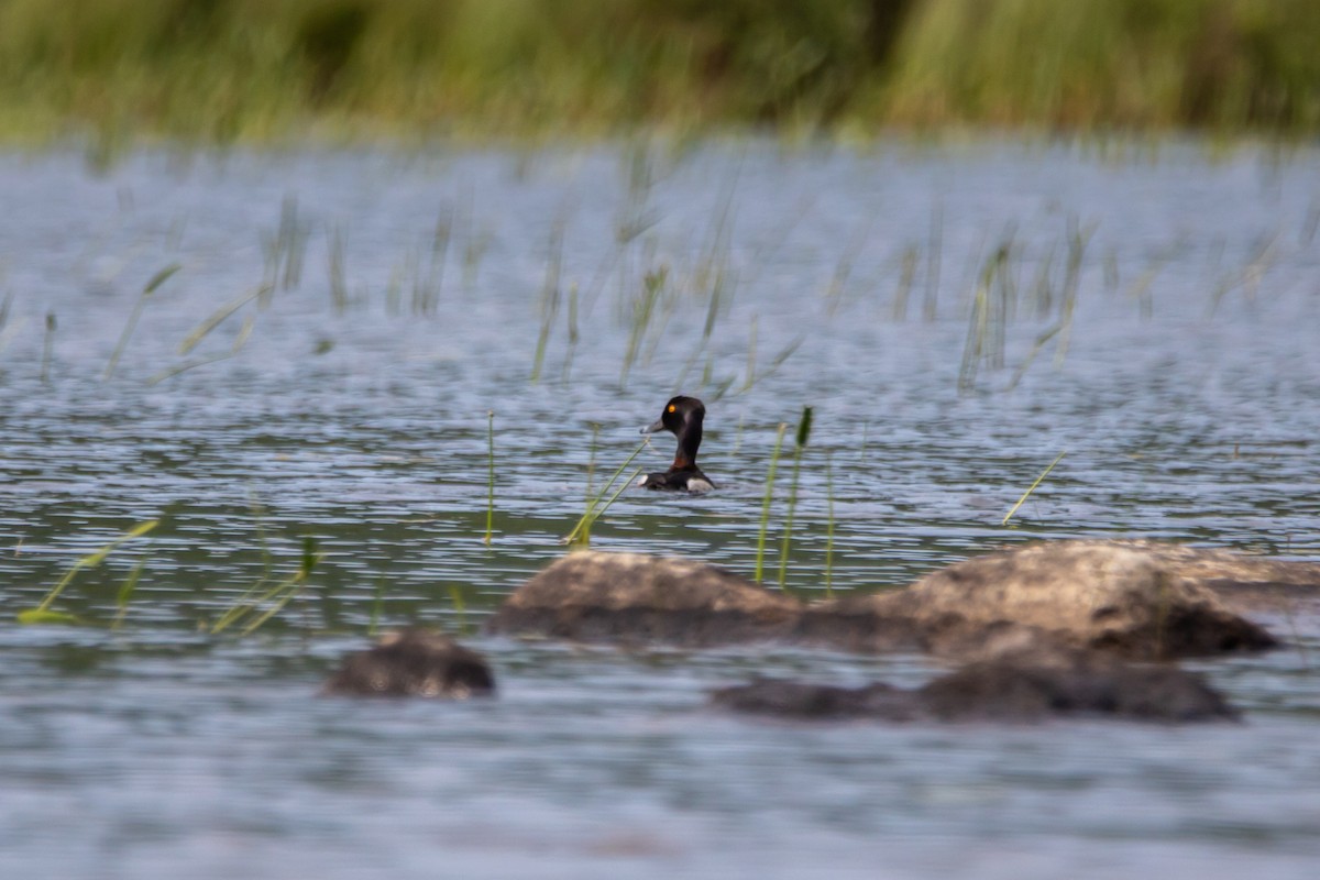 Ring-necked Duck - ML638557615