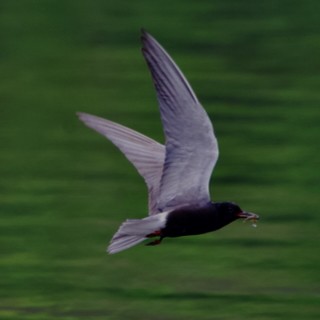 Black Tern - ML638557617