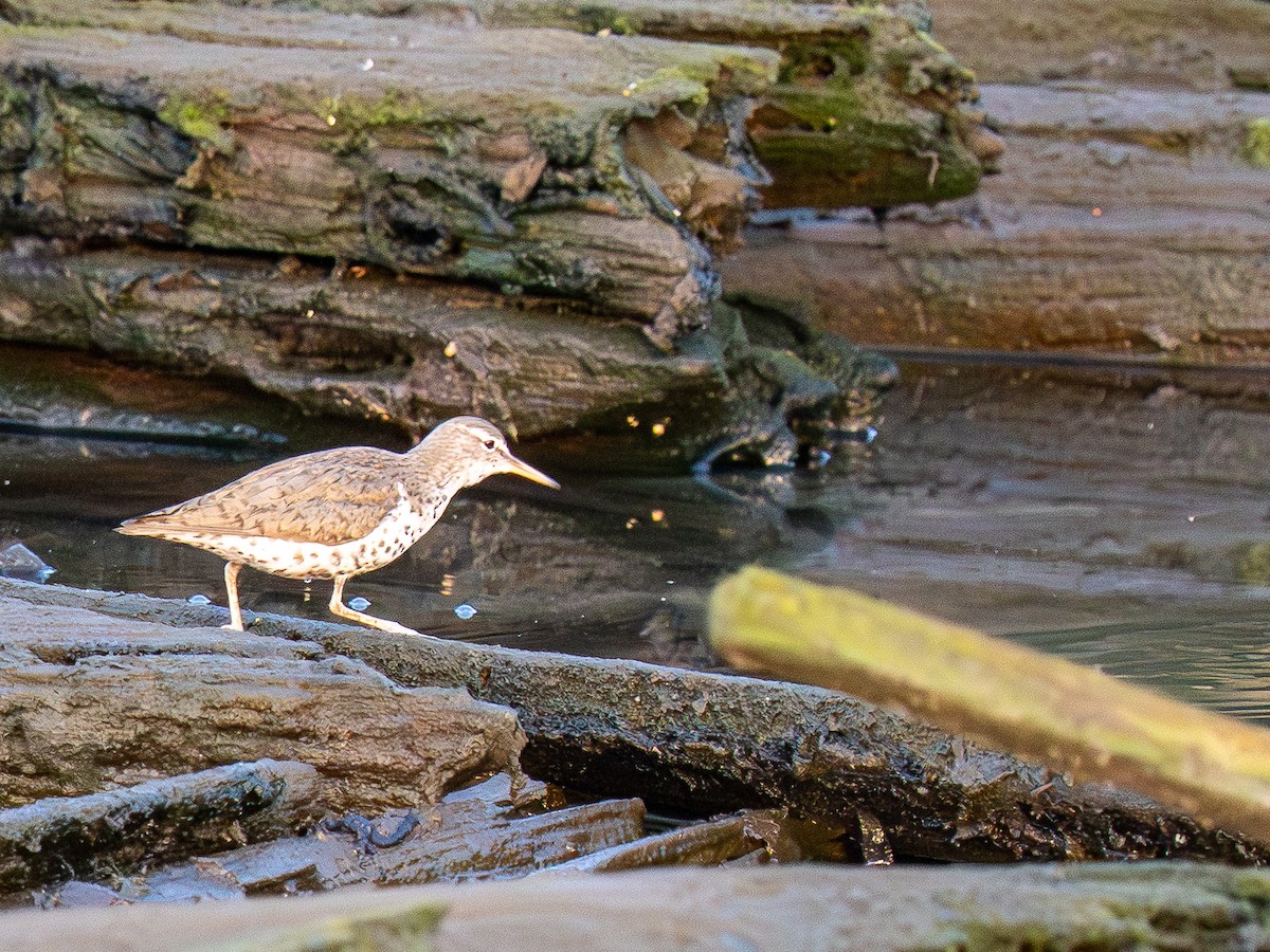 Spotted Sandpiper - ML638557640