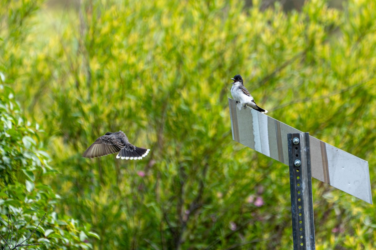 Eastern Kingbird - ML638557652