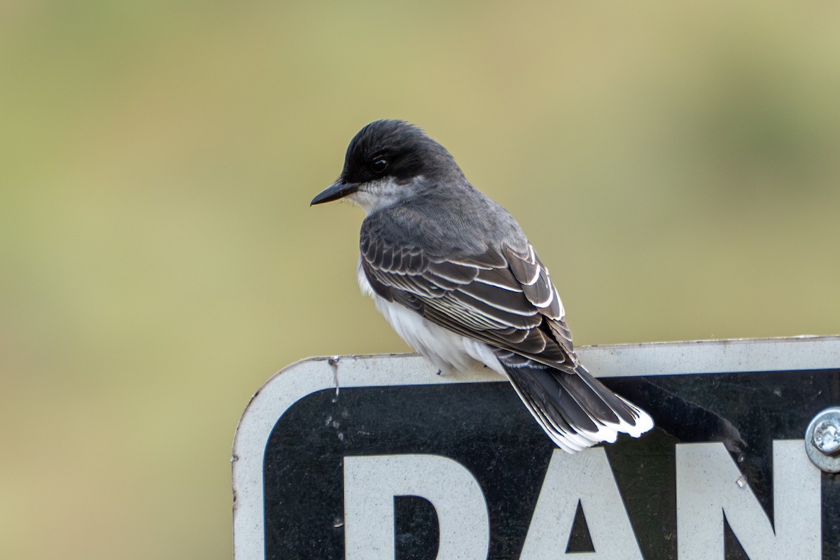 Eastern Kingbird - ML638557661