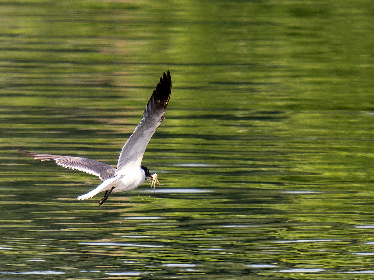 Laughing Gull - ML638557663