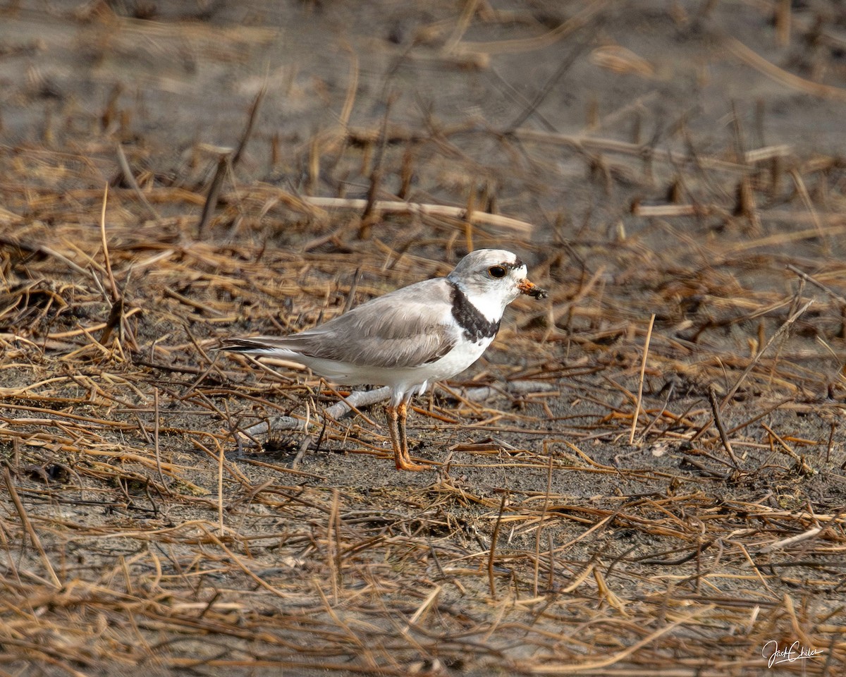 Piping Plover - ML638557680