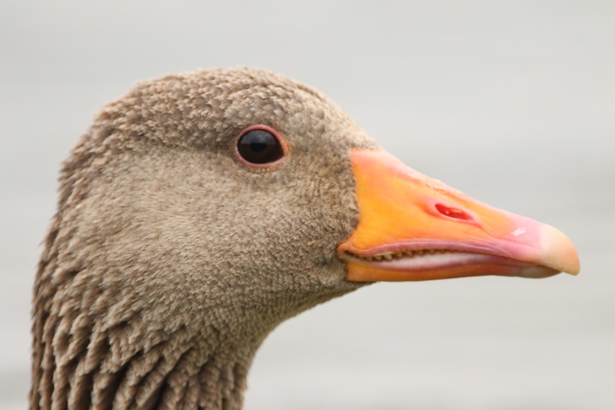 Graylag Goose - ML638557681