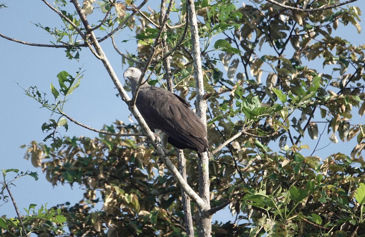 ウオクイワシ - ML638557685