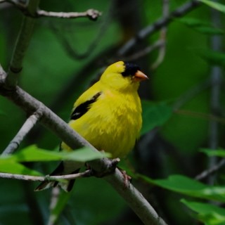 オウゴンヒワ - ML638557705