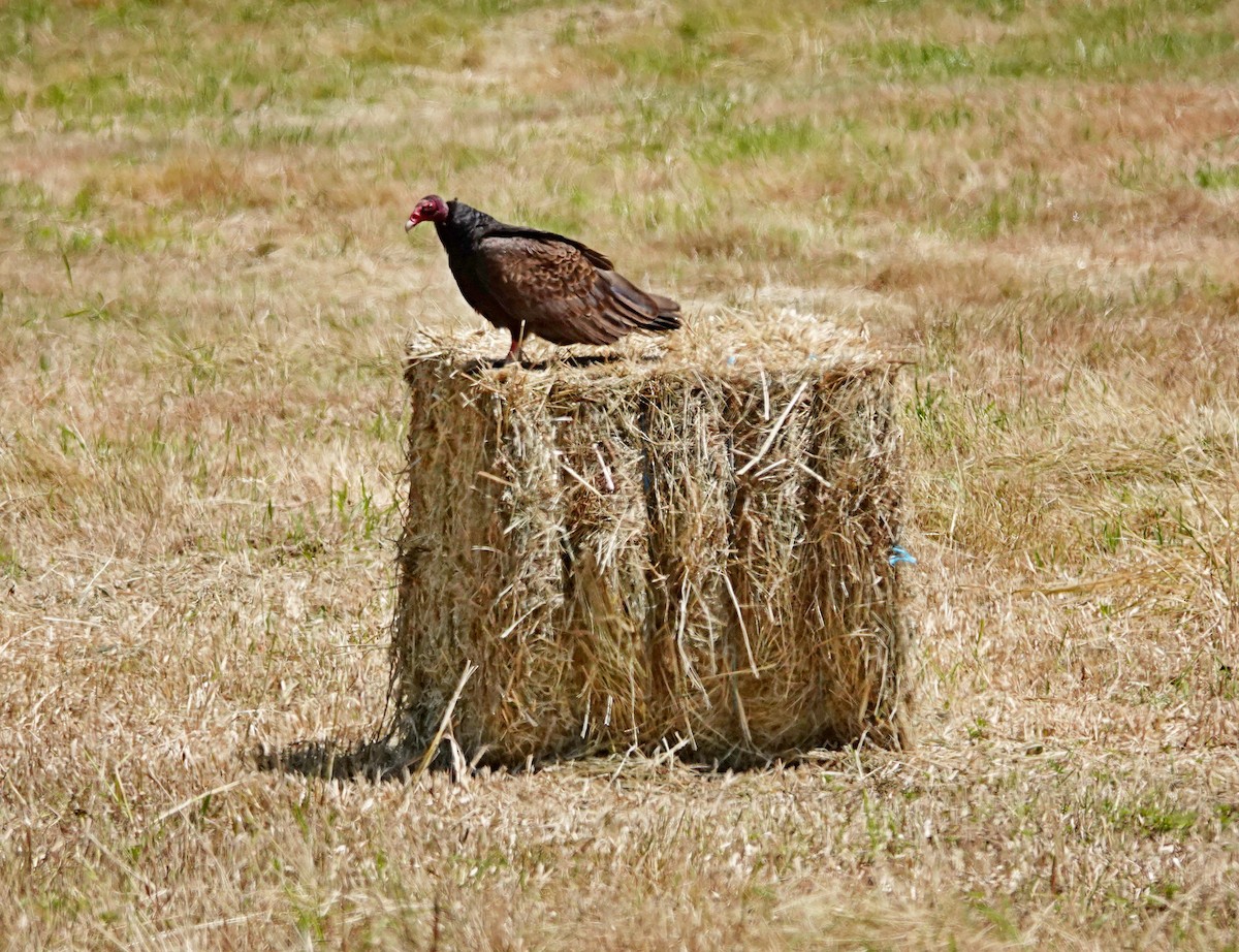 Turkey Vulture - ML638557716