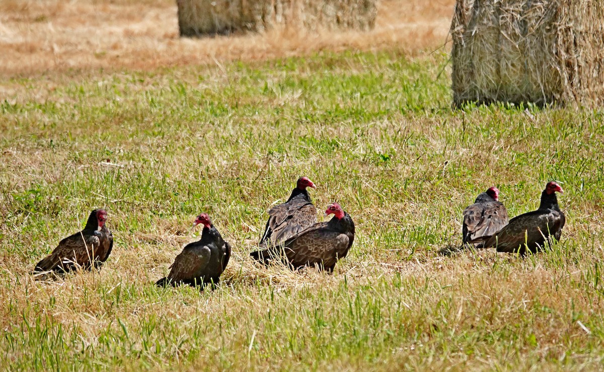 Turkey Vulture - ML638557717