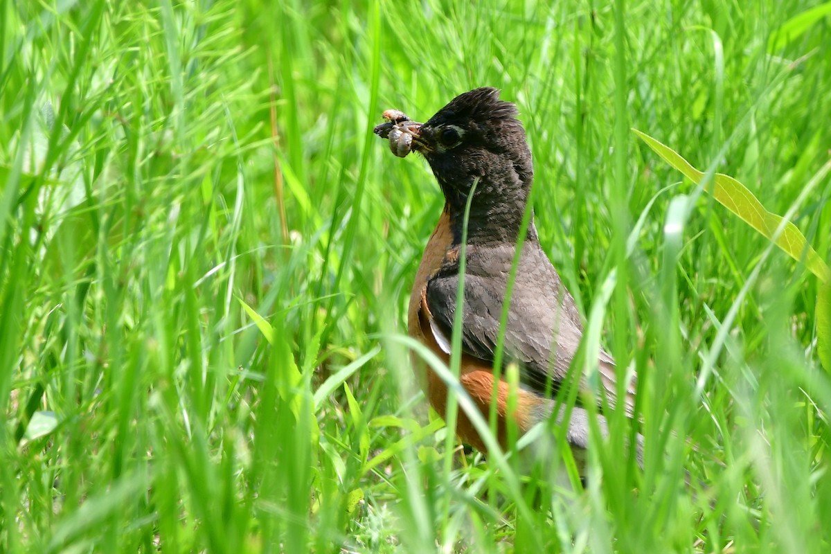 コマツグミ - ML638557721