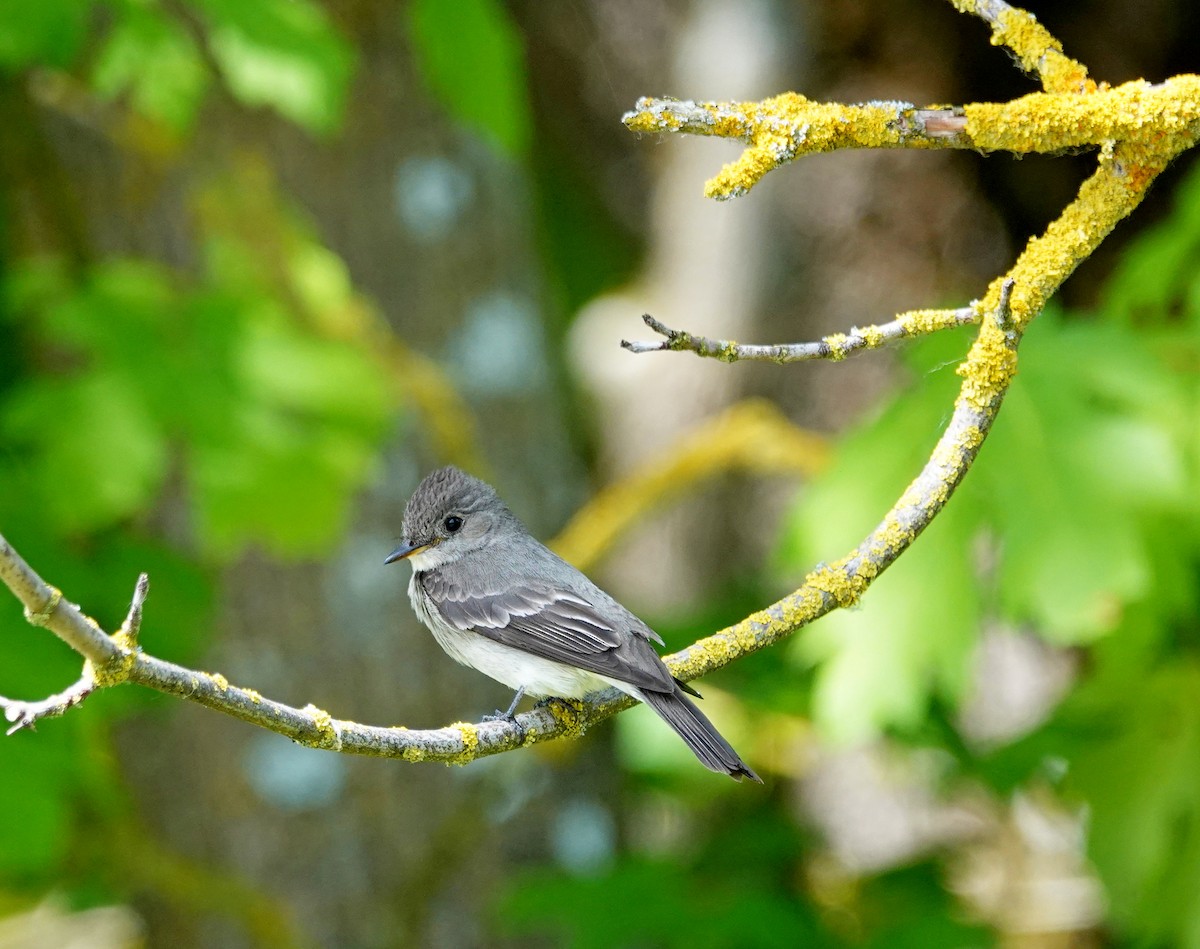 Western Wood-Pewee - ML638557722