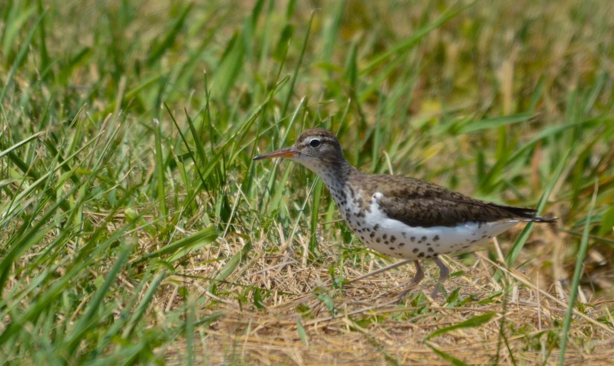 Spotted Sandpiper - ML638557744