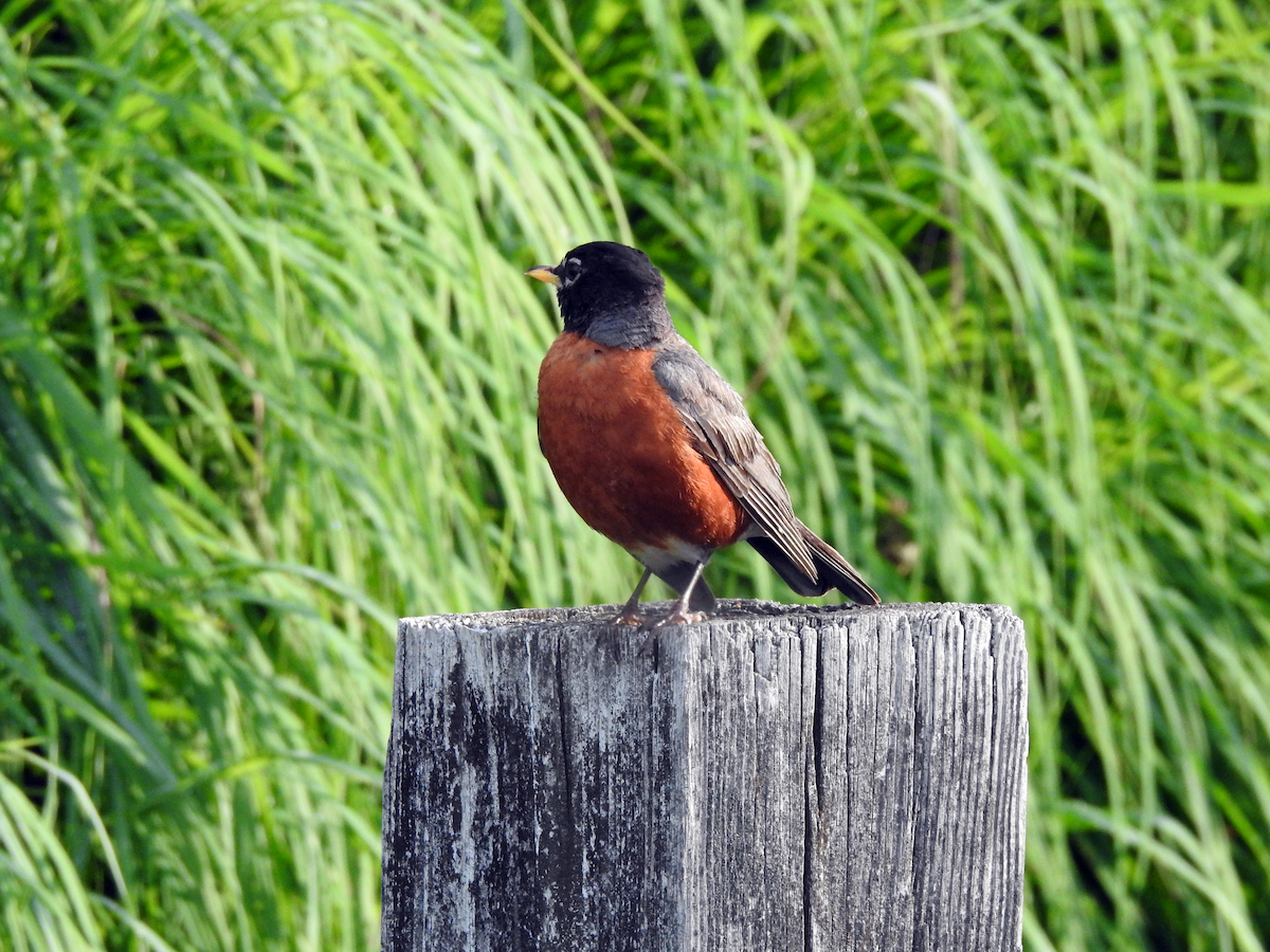 American Robin - ML638557745