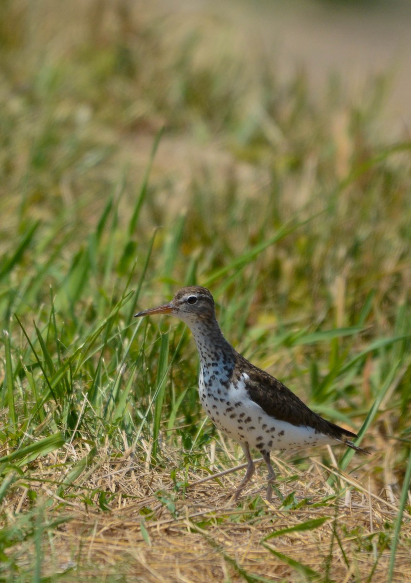 Spotted Sandpiper - ML638557755