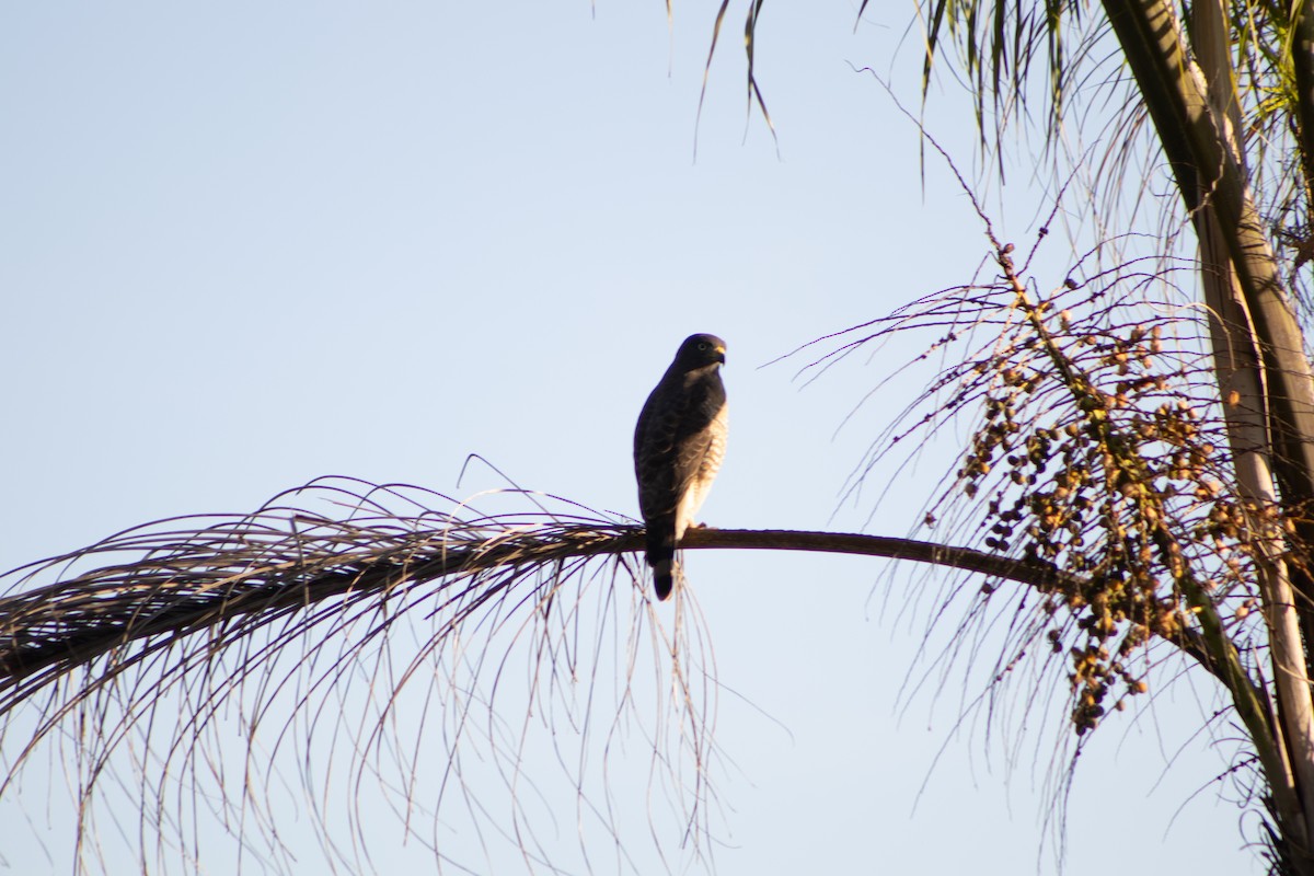 Roadside Hawk - ML638557762