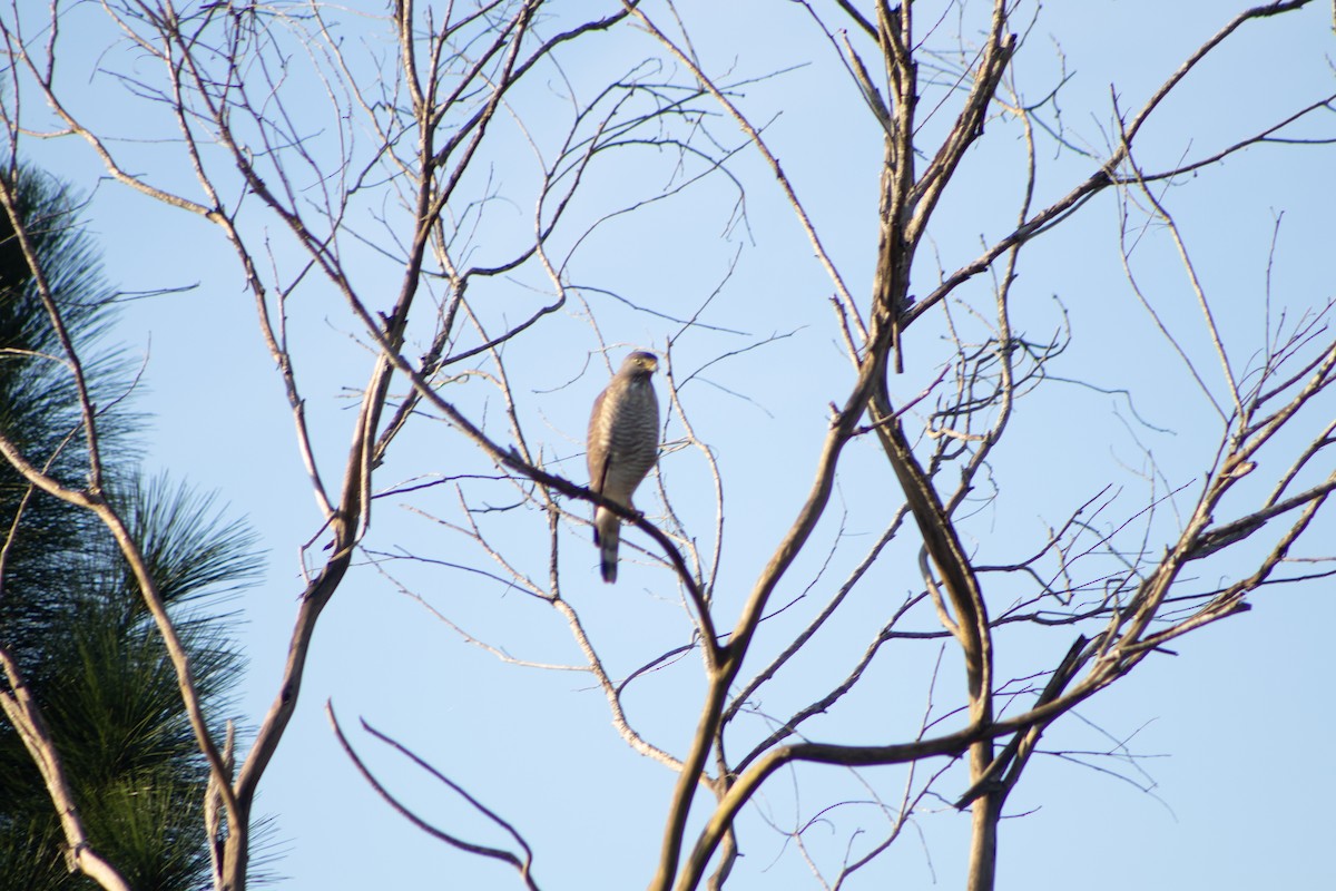Roadside Hawk - ML638557763