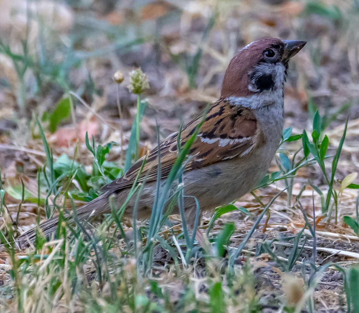 Eurasian Tree Sparrow - ML638557764